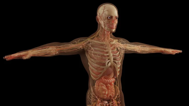 Budowa anatomiczna układu kostnego człowieka